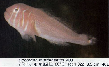 Gobiodon multilineatus